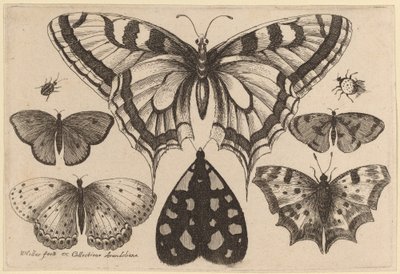 Cinq papillons, un papillon de nuit, un coléoptère et une araignée - Wenceslaus Hollar