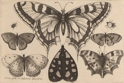 Cinq papillons, un papillon de nuit et deux coléoptères, 1646 - Wenceslaus Hollar