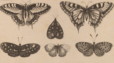 Cinq papillons et un papillon de nuit - Wenceslaus Hollar