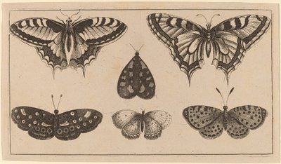 Cinq papillons et un papillon de nuit - Wenceslaus Hollar