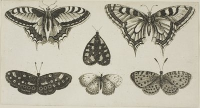 Cinq papillons et un papillon de nuit - Wenceslaus Hollar