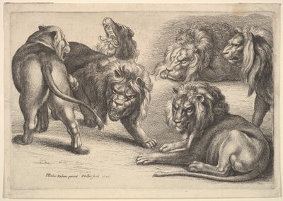 Cinq lions et une lionne - Wenceslaus Hollar
