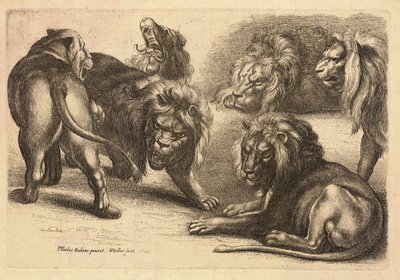 Cinq lions et une lionne, d