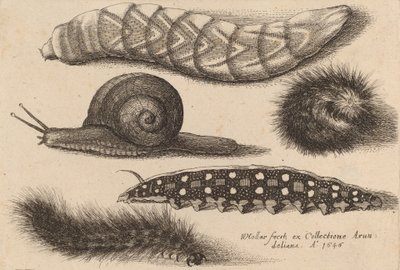 Quatre chenilles et un escargot, 1646 - Wenceslaus Hollar
