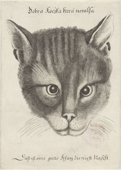 Tête de chat - Wenceslaus Hollar