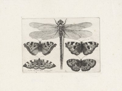 Libellule et quatre papillons - Wenceslaus Hollar