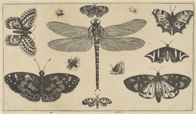 Libellule, coccinelles et papillons - Wenceslaus Hollar