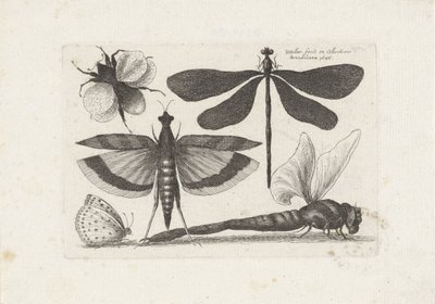 Libellules, papillon et bourdon - Wenceslaus Hollar