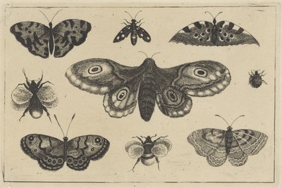 Papillon de nuit, quatre papillons, deux bourdons et deux autres insectes - Wenceslaus Hollar