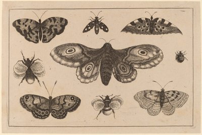 Papillon, papillons et abeilles - Wenceslaus Hollar