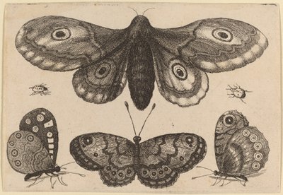 Papillon de nuit, trois papillons et deux coléoptères - Wenceslaus Hollar