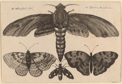 Papillon de nuit et trois papillons - Wenceslaus Hollar