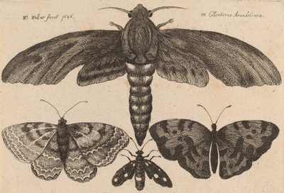 Papillon de nuit et trois papillons - Wenceslaus Hollar