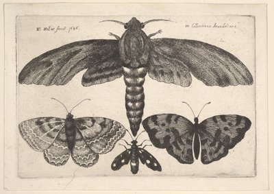 Papillon de Nuit et Trois Papillons - Wenceslaus Hollar