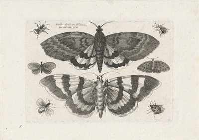 Papillons de nuit et petits insectes - Wenceslaus Hollar
