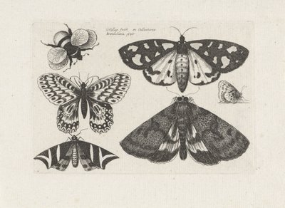 Motten, vlinders en een hommel - Wenceslaus Hollar