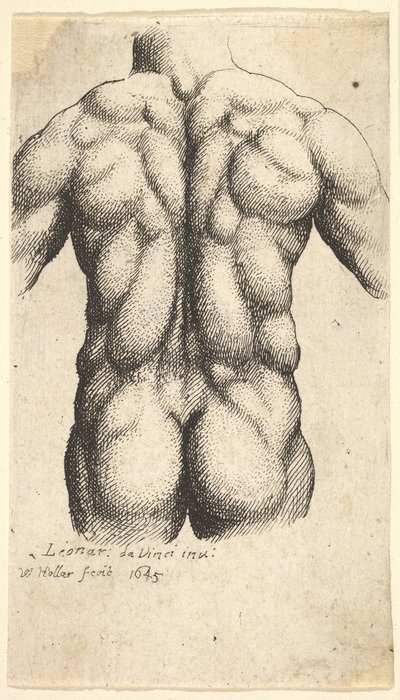 Torso masculin nu vu de dos, 1645 - Wenceslaus Hollar