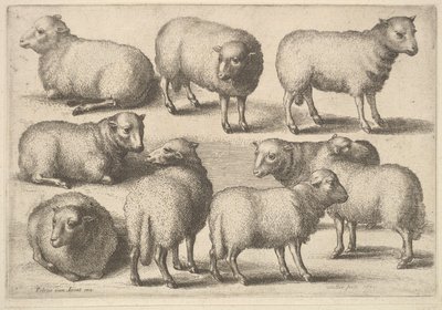 Neuf moutons - Wenceslaus Hollar