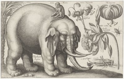 Éléphant, singe, fleurs et insectes - Wenceslaus Hollar