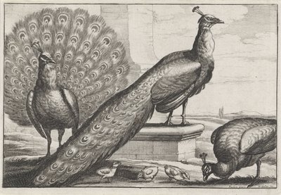 Paons (Diversae avium species) - Wenceslaus Hollar