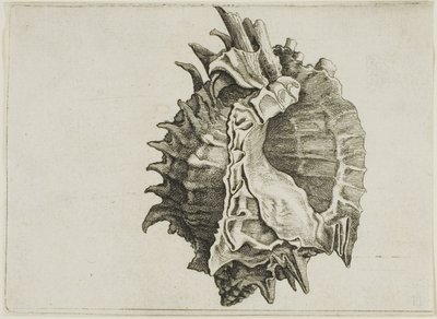 Murex à bouche rose (phyllonotus erythrostomus) - Wenceslaus Hollar