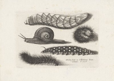 Rupsen en een slak - Wenceslaus Hollar