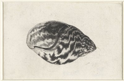 Coquille, achatina achatina, Coquilles (titre de la série) - Wenceslaus Hollar