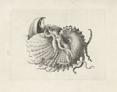 Coquillage, argonauta nodosa - Wenceslaus Hollar