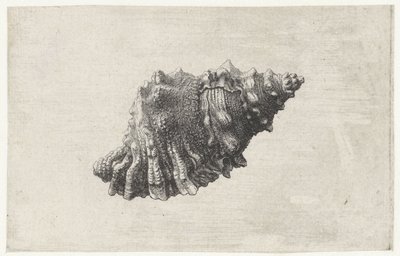 Coquille, bursa rubeta - Wenceslaus Hollar