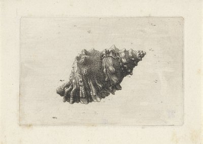 Coquille, bursa rubeta - Wenceslaus Hollar