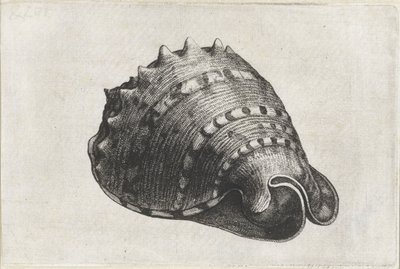 Coquille, cassis cornuta - Wenceslaus Hollar