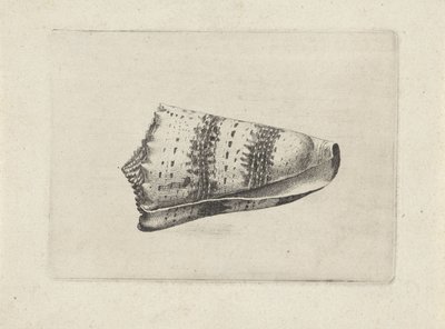 Coquille, conus imperialis - Wenceslaus Hollar