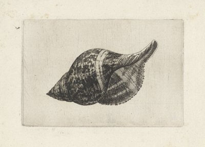 Coquille, fasciolaria tulipa - Wenceslaus Hollar