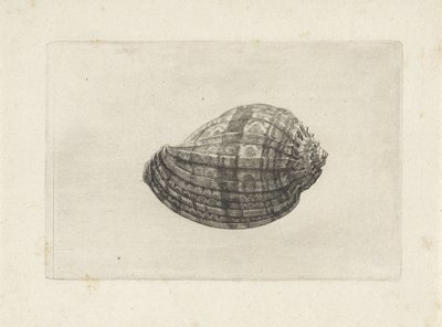 Coquille, harpa major - Wenceslaus Hollar