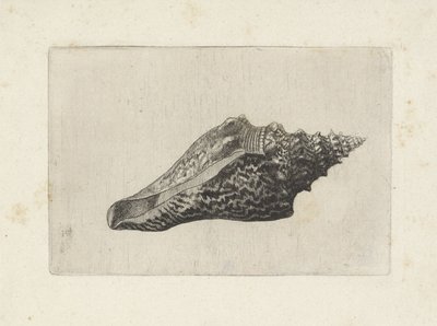 Coquille, hemifusus ternatanus - Wenceslaus Hollar