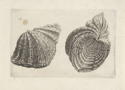 Coquille, hippopus hippopus - Wenceslaus Hollar