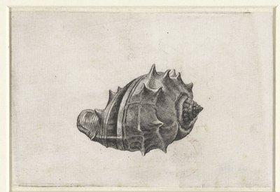 Coquille, melongena melongena - Wenceslaus Hollar