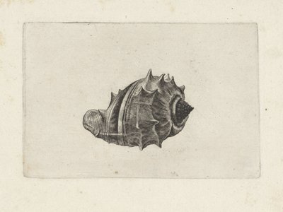 Coquille, melongena melongena - Wenceslaus Hollar