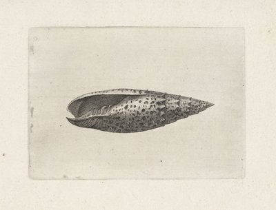 Coquille, mitra papalis - Wenceslaus Hollar