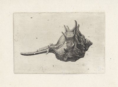 Coquille, murex brevispina - Wenceslaus Hollar
