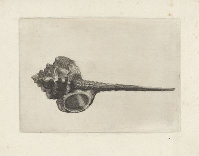 Coquille, murex haustellum - Wenceslaus Hollar