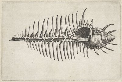 Coquille, murex pecten - Wenceslaus Hollar