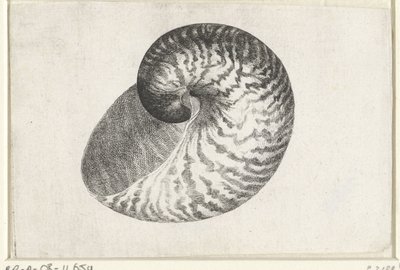 Nautile pompilius - Wenceslaus Hollar