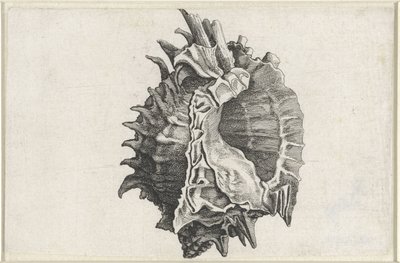 Coquille, phyllonotus erythrostomus - Wenceslaus Hollar