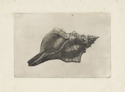 Coquille, pleuroploca trapezium - Wenceslaus Hollar