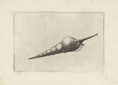 Coquille, tibia fusus melanocheilus - Wenceslaus Hollar