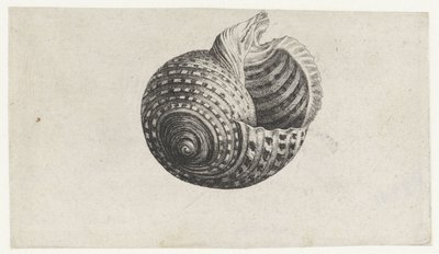 Coquille, tonna dolium - Wenceslaus Hollar