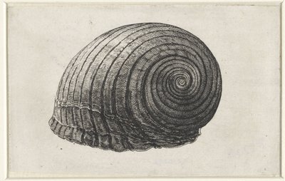 Coquille, tonna galea - Wenceslaus Hollar