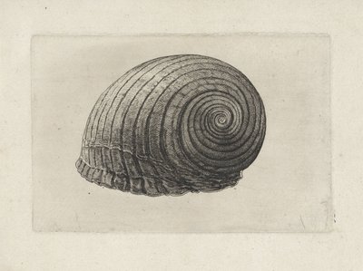 Coquille, tonna galea - Wenceslaus Hollar