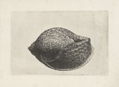 Coquille, tonna perdix - Wenceslaus Hollar
